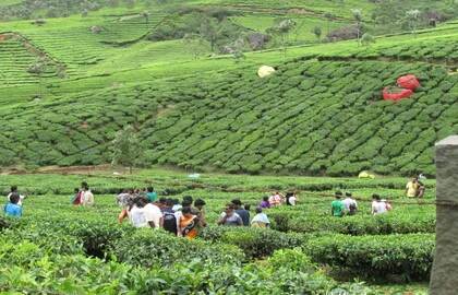 Full-day Adventure and Nature Package in Munnar featuring off-road jeep safari to Kolukkumalai Tea Estate, plantation walk with tea factory visit, guided trek to Chokramudi with panoramic views of Anamudi Peak and Shola ranges, traditional Kerala lunch, scenic viewpoints, and evening tea with snacks.