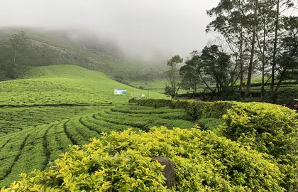 Full-day trip from Munnar to Marayoor and Chinnar Wildlife Sanctuary with visits to Lakkam Waterfalls, sandalwood forests, dolmens, jaggery making, and guided trek to Thoovanam Waterfalls with wildlife spotting.