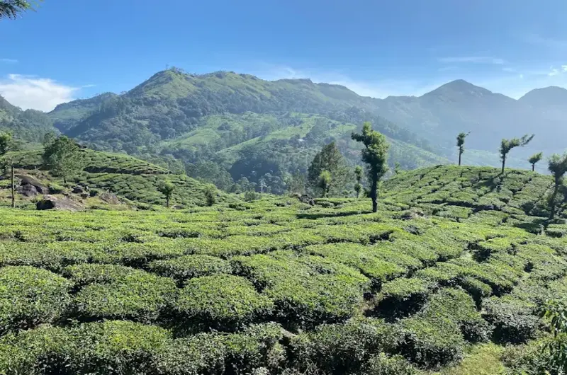 Rose-Gardens-Munnar