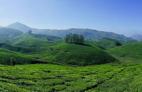 Munnar - Image 2